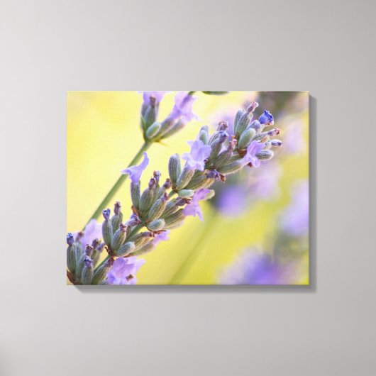 Zoete lavendel canvas afdruk (Voorkant)