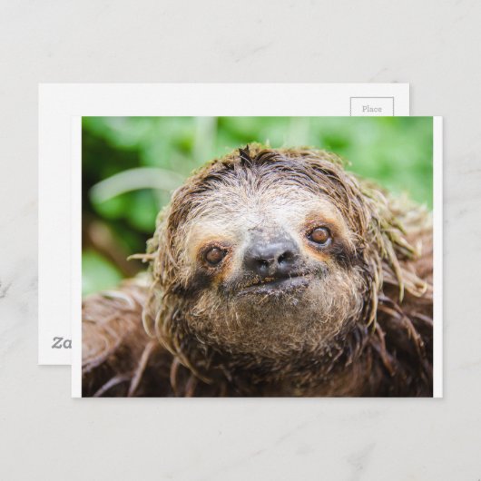 Zoete Luiaard Briefkaart (Voorkant / Achterkant)