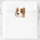 Zoete Meisje Cavalier King Charles Spaniel Sticker (Tas)