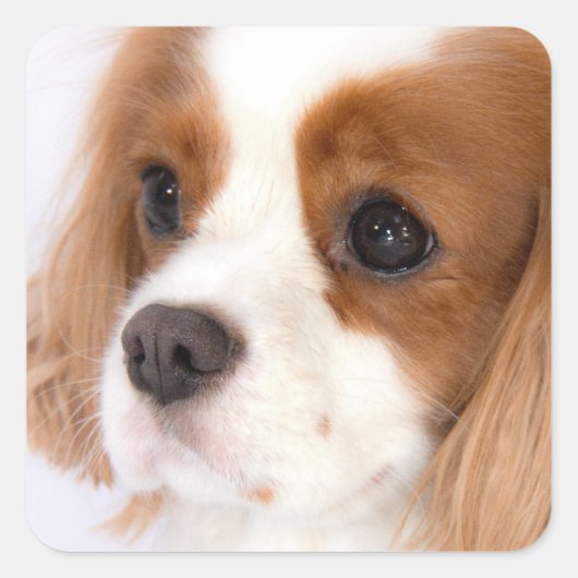 Zoete Meisje Cavalier King Charles Spaniel Sticker (Voorkant)
