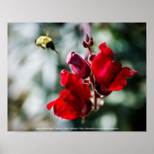 Zoete Nectar Zoeken Poster