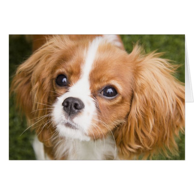 Zoete Ogen King Charles Spaniel Lege Kaart (Voorkant Horizontaal)