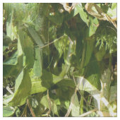 Zoete peul..... stof (Close Up)