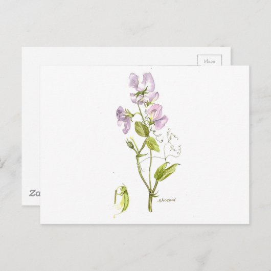 zoete peulen briefkaart (Voorkant / Achterkant)