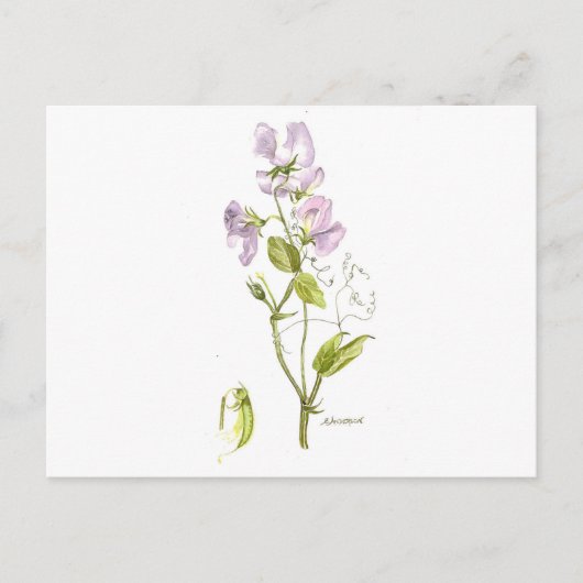 zoete peulen briefkaart (Voorkant)