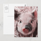 zoete pigletroze briefkaart (Voorkant / Achterkant)