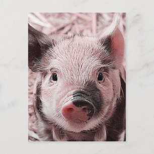 zoete pigletroze briefkaart