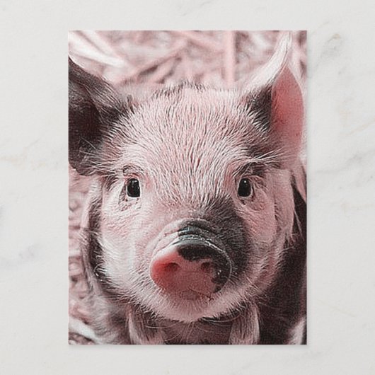 zoete pigletroze briefkaart (Voorkant)