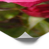Zoete roze rozen poster (Hoek)