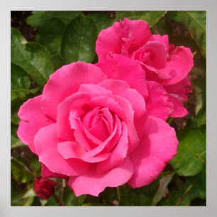 Zoete roze rozen poster