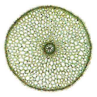 Zoete vlag (Acorus Root) Tote Bag