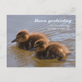 Zoete wilde eenden CC0146 Geboren gisteren Briefkaart (Voorkant)