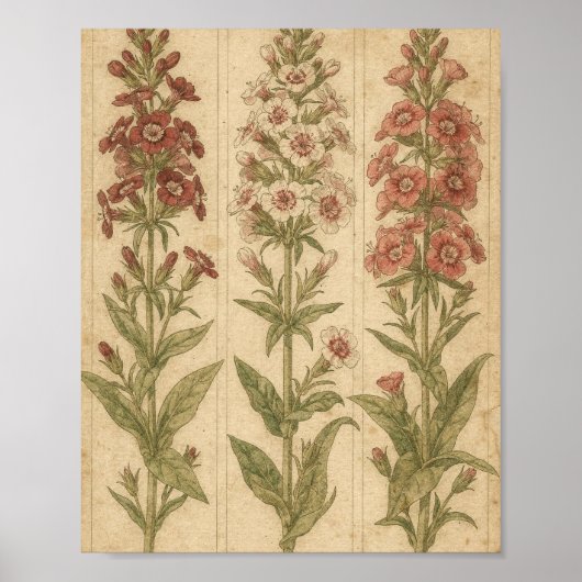 Zoete William Botanische Bloem Kunst Poster (Voorkant)