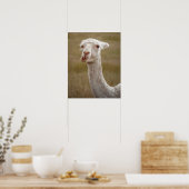 zoete witte alpaca poster (Keuken)