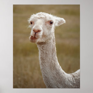 zoete witte alpaca poster