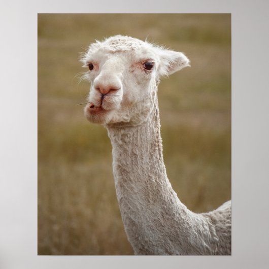 zoete witte alpaca poster (Voorkant)