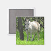 Zoete witte Donkey door boomfotografie Magneet (Voorkant / Achterkant)