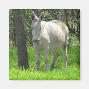 Zoete witte Donkey door boomfotografie Magneet