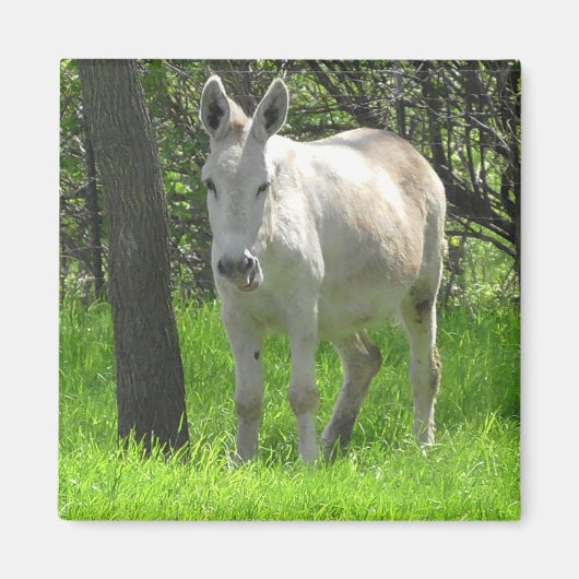 Zoete witte Donkey door boomfotografie Magneet (Voorkant)