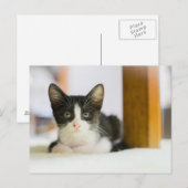 Zoete witte en zwarte keuken briefkaart (Voorkant / Achterkant)