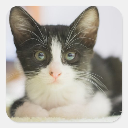 Zoete witte en zwarte keuken vierkante sticker (Voorkant)