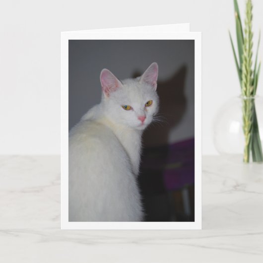 Zoete witte kitten portret kaart (Voorkant)