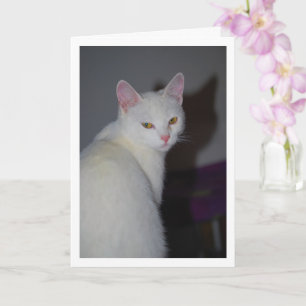 Zoete witte kitten portret kaart