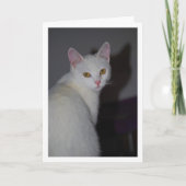 Zoete witte kitten portret kaart (Voorkant)