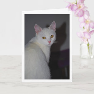 Zoete witte kitten portret kaart