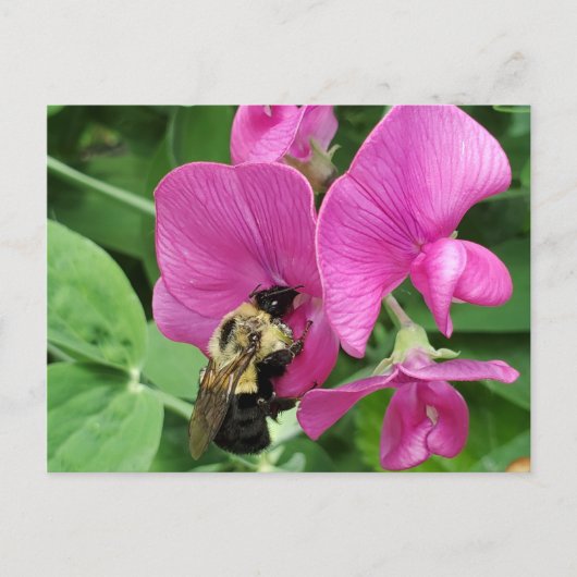 Zoeterwt en bijen briefkaart (Voorkant)