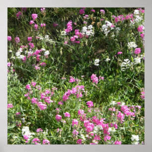 Zoeterwten in de lente... poster