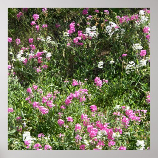 Zoeterwten in de lente... poster (Voorkant)