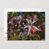 Zoetgumbladeren in Herfst Briefkaart (Voorkant / Achterkant)