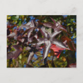 Zoetgumbladeren in Herfst Briefkaart (Voorkant)