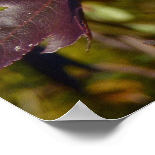 Zoetgumbladeren in Herfst Poster (Hoek)