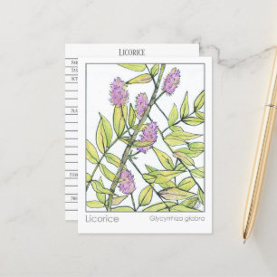 Zoethout Kruiden Materia Medica Herbal Studie Kaar Briefkaart