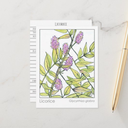 Zoethout Kruiden Materia Medica Herbal Studie Kaar Briefkaart (Voorkant / Achterkant in situ)