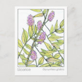 Zoethout Kruiden Materia Medica Herbal Studie Kaar Briefkaart (Voorkant)