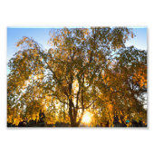 Zoetkersboom in herfst, met achtergrondverlichting foto afdruk (Voorkant)