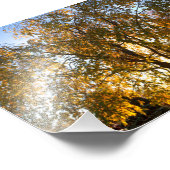 Zoetkersboom in herfst, met achtergrondverlichting foto afdruk (Hoek)