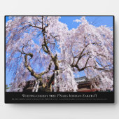 Zoetkersboom ("Nara Ichiban-Zakura") Fotoplaat (Voorkant)