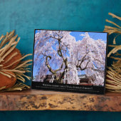 Zoetkersboom ("Nara Ichiban-Zakura") Fotoplaat (Zijkant)