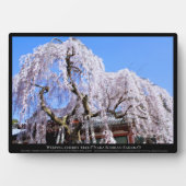 Zoetkersboom ("Nara Ichiban-Zakura") Fotoplaat (voorkant)