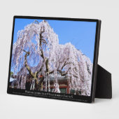 Zoetkersboom ("Nara Ichiban-Zakura") Fotoplaat (Zijkant)