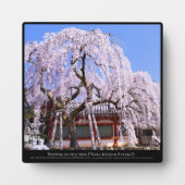 Zoetkersboom ("Nara Ichiban-Zakura") Fotoplaat (Voorkant)