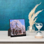 Zoetkersboom ("Nara Ichiban-Zakura") Fotoplaat (Insitu)