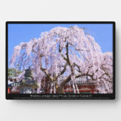 Zoetkersboom ("Nara Ichiban-Zakura") Fotoplaat (voorkant)