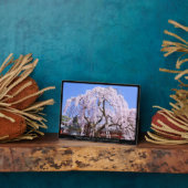 Zoetkersboom ("Nara Ichiban-Zakura") Fotoplaat (Zijkant)