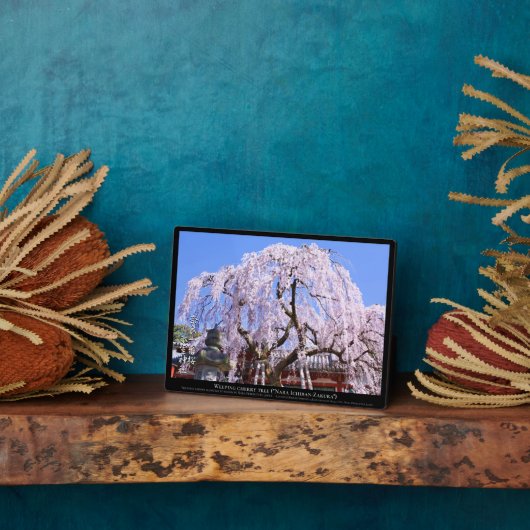 Zoetkersboom ("Nara Ichiban-Zakura") Fotoplaat (Zijkant)