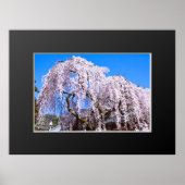 Zoetkersboom ("Nara Ichiban-Zakura") Poster (Voorkant)